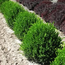 Green Velvet Boxwood Shrub -Garden Plant Store Green Velvet Boxwood 2