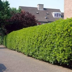 Greenfinity Cherry Laurel -Garden Plant Store Greenfinity Laurel 3 FGT