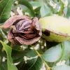 Hardy Pecan -Garden Plant Store Hardy pecan FGT 600x600 e00b4782 e4b1 41dd a9a1 1a9a9e073bb8
