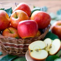 Fuji & Haralson Twisted Apple Tree -Garden Plant Store Harelson