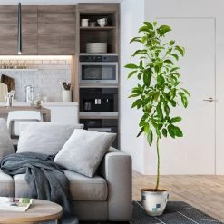 Smoothie Kit 15 Smoothie Kit -Garden Plant Store Hass Avocado 1 FGT