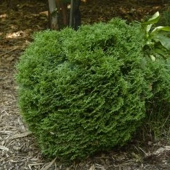 Hetz Midget Thuja Shrub -Garden Plant Store Hetz Midget Thuja 1