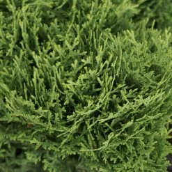 Hetz Midget Thuja Shrub -Garden Plant Store Hetz Midget Thuja 3