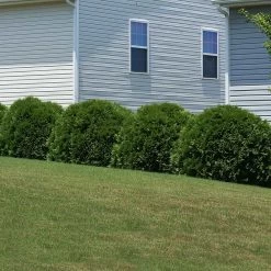 Hetz Midget Thuja Shrub -Garden Plant Store Hetz Midget Thuja 6