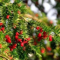 Hicks Yew Tree 13 Hicks Yew Tree -Garden Plant Store Hicks Yew7 FGT