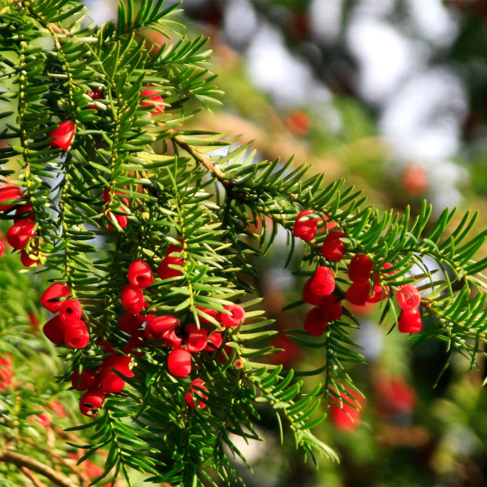 Hicks Yew Tree 8 Hicks Yew Tree - Image 6