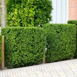 Hicks Yew Tree 11 Hicks Yew Tree -Garden Plant Store Hicks Yew 4 FGT