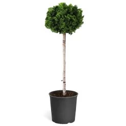 Dwarf Hinoki Cypress Tree -Garden Plant Store Hinoki Cypress Standard 1