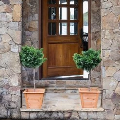 Dwarf Hinoki Cypress Tree -Garden Plant Store Hinoki Cypress Standard 2 6bc85b90 3eec 439f 92d1 ae3e8dfe164a