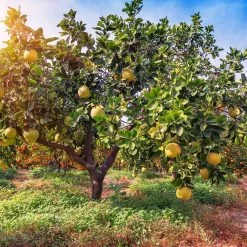 Hirado Pummelo Tree -Garden Plant Store Hirado Pummelo 1