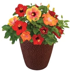 Bloom Bash® Hollywood® Hibiscus -Garden Plant Store Hollywood Hibiscu BLoom Bash 1