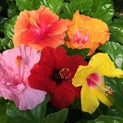 Bloom Bash® Hollywood® Hibiscus -Garden Plant Store Hollywood Hibiscu BLoom Bash 2