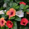 Bloom Bash® Hollywood® Hibiscus -Garden Plant Store Hollywood Hibiscu BLoom Bash 3