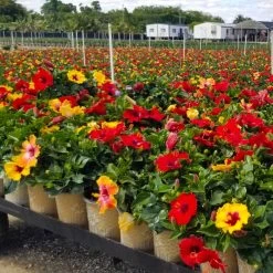 Bloom Bash® Hollywood® Hibiscus -Garden Plant Store Hollywood Hibiscu BLoom Bash 4