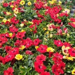 Bloom Bash® Hollywood® Hibiscus -Garden Plant Store Hollywood Hibiscu BLoom Bash 5