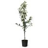 Honeycrisp™ & Cortland Twisted Apple Tree -Garden Plant Store Honeycrisp Cortland Twisted Apple Tree 600x600 30521081 12b0 440d 8d23 47af0082d65e