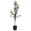 Honeycrisp™ & McIntosh Twisted Apple Tree -Garden Plant Store Honeycrisp McIntosh Twisted Apple Tree 600x600 826b2b28 7525 488f a548 c5c29647b102