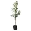 Honeycrisp™ & Sweet Sixteen Twisted Apple Tree -Garden Plant Store Honeycrisp Sweet Sixteen Twisted Apple Tree 600x600 fe4854c3 d86b 4cd9 a7a3 c1f767d9103e