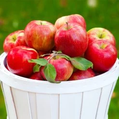 Apple Pollinator Pack -Garden Plant Store Honeycrisp Apple 1 BB