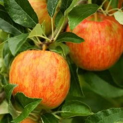 Honeycrisp™ & Cortland Twisted Apple Tree -Garden Plant Store Honeycrisp Apple 1 FGT b4d7a1c1 1acb 4110 bf40 3d2f68cb3e7f