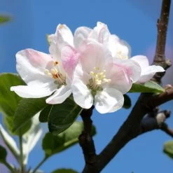 Apple Pollinator Pack -Garden Plant Store Honeycrisp Apple 2 BB