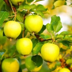 Honeygold Apple Tree -Garden Plant Store Honeygold Apple 7