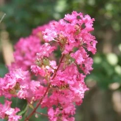 Hopi Crape Myrtle -Garden Plant Store Hopi Crape Myrtle 1