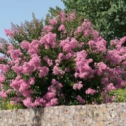 Hopi Crape Myrtle -Garden Plant Store Hopi Crape Myrtle 5
