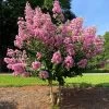 Hopi Crape Myrtle
