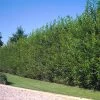 Willow Hybrid Tree -Garden Plant Store Hybrid Willow 2