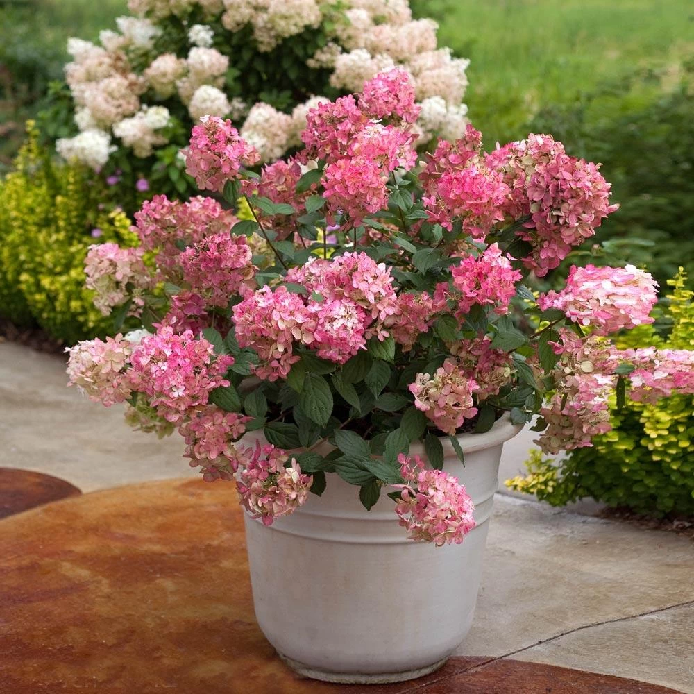 Fire Light® Hydrangea Shrub 5 Fire Light® Hydrangea Shrub - Image 3