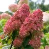 Fire Light® Hydrangea Shrub -Garden Plant Store Hydrangea FIrelight FGT 600x600 fee6326c d7e3 40ef 9e05 bc9d50177a56