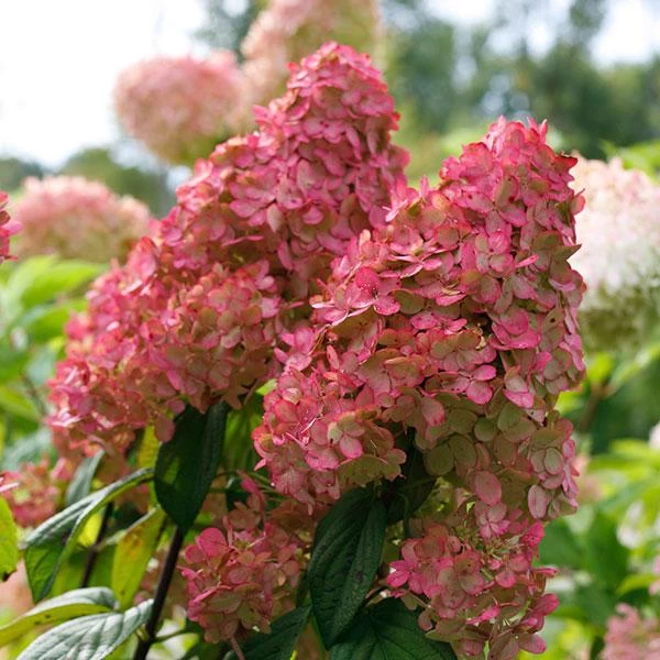Fire Light® Hydrangea Shrub 3 Fire Light® Hydrangea Shrub