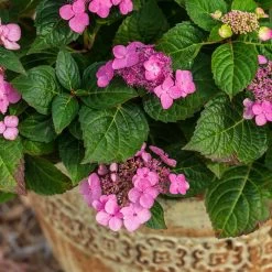 Endless Summer® Pop Star® Bigleaf Hydrangea -Garden Plant Store Hydrangea Pop Star 1