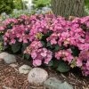 Endless Summer® Pop Star® Bigleaf Hydrangea -Garden Plant Store Hydrangea Pop Star FGT 600x600 0c83e550 fcaf 4086 b2ff 076f1346bce2