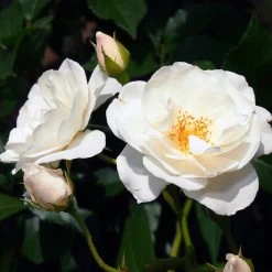 Iceberg Rose Tree -Garden Plant Store Iceberg Roses 1 FGT 401b5cfd f74e 47cf 8dd3 13db8095f5b6