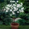 Iceberg Rose Tree -Garden Plant Store Iceberg Roses 600x600 e75374dc 3f81 4fe6 acda e6186e7eadfc
