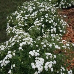 Icy Drift® Rose 7 Icy Drift® Rose -Garden Plant Store Icy Drift Rose 1 FGT