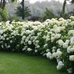 Incrediball® Hydrangea Shrub -Garden Plant Store Incrediball Hydrangea 1 FGT