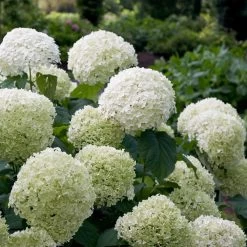Incrediball® Hydrangea Shrub -Garden Plant Store Incrediball Hydrangea 2 FGT
