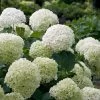 Incrediball® Hydrangea Shrub -Garden Plant Store Incrediball Hydrangea FGT 600x600 db11fa34 d7f4 42e8 b522 b771f9dfae02