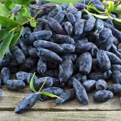 Indigo Gem Haskap (Honeyberry) -Garden Plant Store Indigo GEm Haskap 2