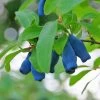 Indigo Treat Haskap (Honeyberry) -Garden Plant Store Indigo Treat Hascap 600x600 8b414e9e c4dd 4dc4 89bf ac7e5d3e4c50