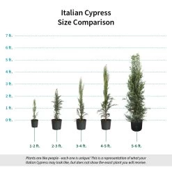 Italian Cypress 17 Italian Cypress -Garden Plant Store Italian Cypress Size Comparison ugc test