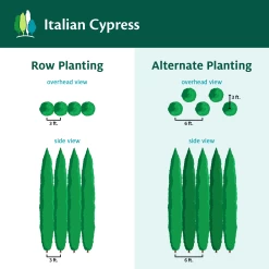 Italian Cypress 16 Italian Cypress -Garden Plant Store ItalianCypress
