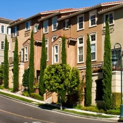 Italian Cypress 15 Italian Cypress -Garden Plant Store Italian Cypress 3 FGT
