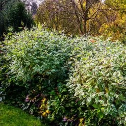 Ivory Halo Dogwood Shrub 9 Ivory Halo Dogwood Shrub -Garden Plant Store Ivory Halo Dogwood 2