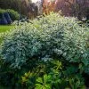 Ivory Halo Dogwood Shrub -Garden Plant Store Ivory Halo Dogwood 600x600 bf77bd97 506a 44c6 b313 b15ef448673f
