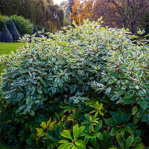 Ivory Halo Dogwood Shrub 3 Ivory Halo Dogwood Shrub
