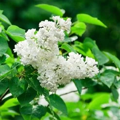 Ivory Silk Japanese Lilac Tree 11 Ivory Silk Japanese Lilac Tree -Garden Plant Store Ivory Silk Lilac 2